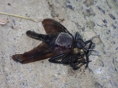 Microstylum oberthurii