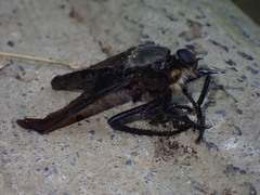 Microstylum oberthurii