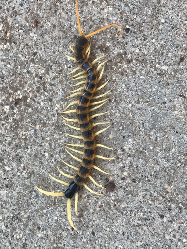 Giant desert centipede