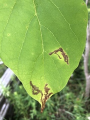 Amauromyza pleuralis