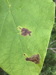 Amauromyza pleuralis