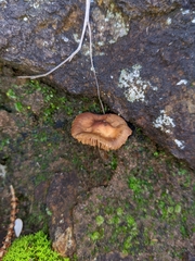 Agaricales