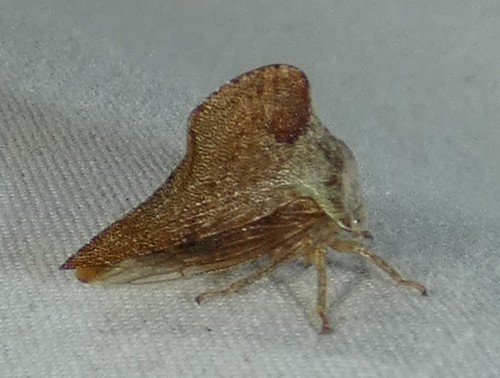 Sycamore Treehopper photo 5