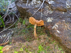 Agaricales