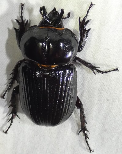 Triceratops Beetle photo 3