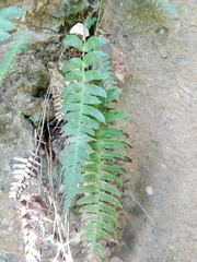 Blechnum appendiculatum
