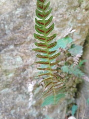 Blechnum appendiculatum