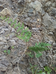 Myriopteris microphylla