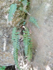 Blechnum appendiculatum