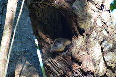 Isothrix bistriata