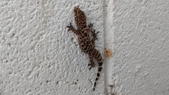 Hemidactylus turcicus