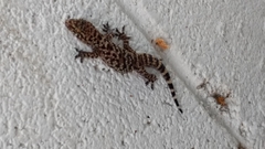 Hemidactylus turcicus