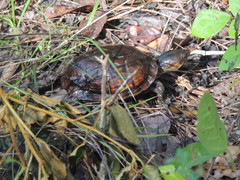 Kinosternon creaseri