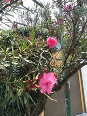 Nerium oleander