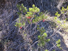 Melaleuca hislopii