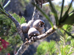 Melaleuca hislopii