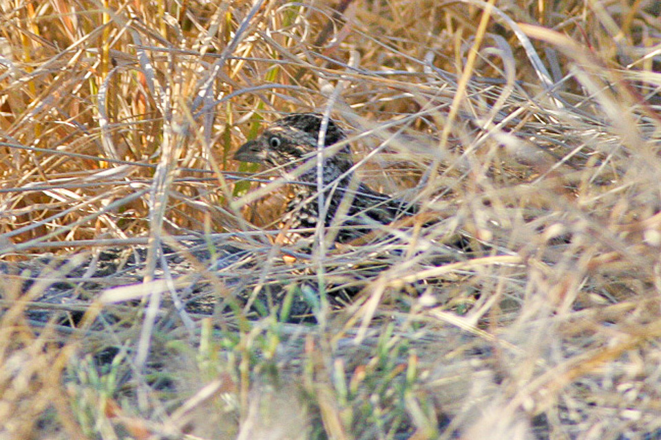 Sumba Buttonquail photo
