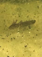Pleurodelinae