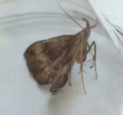 Phalaenostola eumelusalis