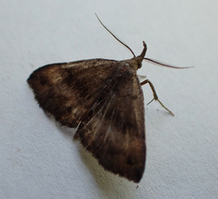 Phalaenostola eumelusalis