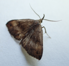 Phalaenostola eumelusalis