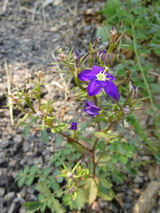 Legousia speculum-veneris
