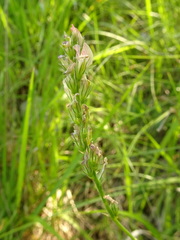 Onobrychis supina