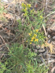 Solidagininae