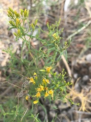 Solidagininae