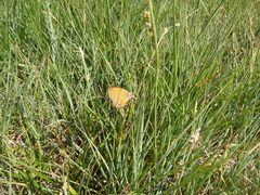 Coenonympha oedippus