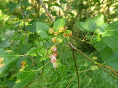 Pediaspis aceris