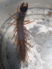 Orohermes crepusculus