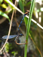 Argia oenea