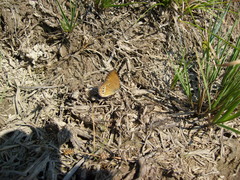 Coenonympha oedippus