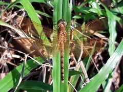 Neurothemis terminata