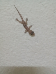 Hemidactylus mabouia