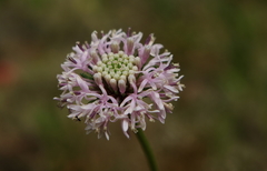 Marshallia caespitosa caespitosa