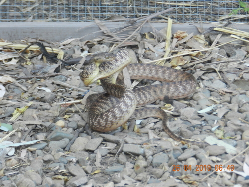 Brown Tree Snake sighting