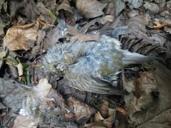 Haemorhous purpureus