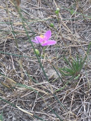 Phemeranthus rugospermus