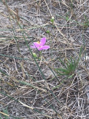 Phemeranthus rugospermus