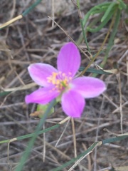 Phemeranthus rugospermus