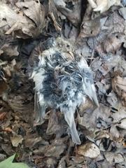 Haemorhous purpureus