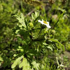 Villanova achillaeoides