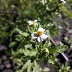 Villanova achillaeoides