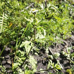 Villanova achillaeoides