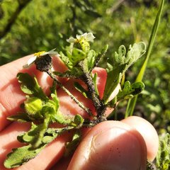 Villanova achillaeoides