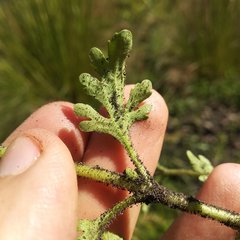 Villanova achillaeoides