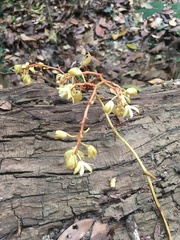 Erythrorchis altissima