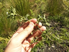 Villanova achillaeoides